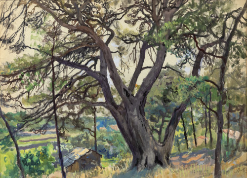 Раскидистое дерево. Кассис