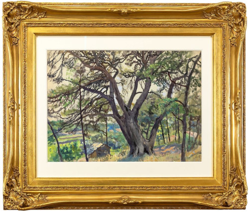 Раскидистое дерево. Кассис