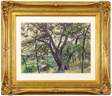 Раскидистое дерево. Кассис